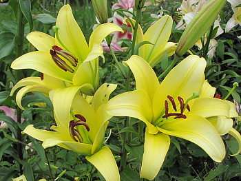 Лилия ОТ-гибрид Йеллоувин