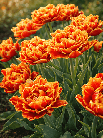 Тюльпан Esprit