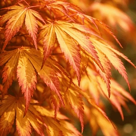 Клен веерный Katsura