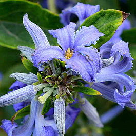 Клематис борщевиколистный