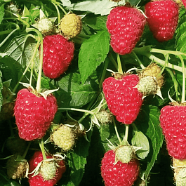 Малина  Джоан Джи