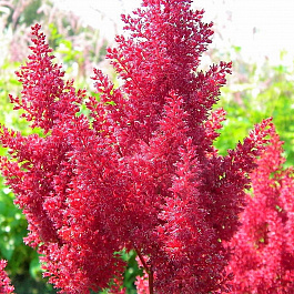 Астильба гибридная Санни дей