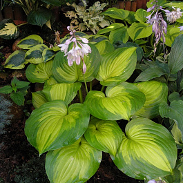 Хоста гибридная Лейксайд Банана Бей