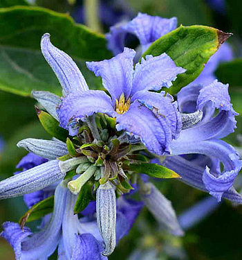 Клематис борщевиколистный