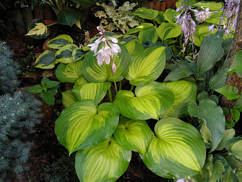 Хоста гибридная Лейксайд Банана Бей