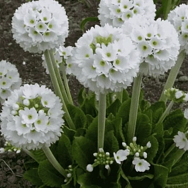 Примула мелкозубчатая Prom White