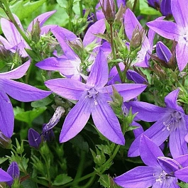 Колокольчик Пожарского