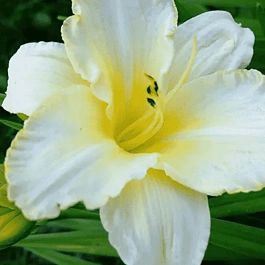 Лилейник Arctic Snow