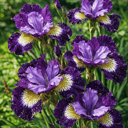 Ирис сибирский Contrast in Styles