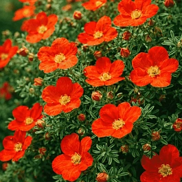 Лапчатка кустарниковая Marian Red Robin