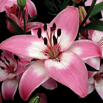 Лилия азиатская Леви