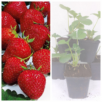 Земляника садовая Сопрано НАБОР 5ШТ