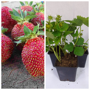 Земляника садовая Марышка НАБОР 3ШТ