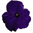 Петуния грандифлора Саксесс Эйч Ди Блю Петуния грандифлора Саксесс Эйч Ди Блю