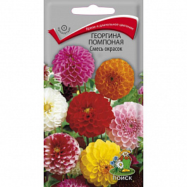 Георгина помпонная Смесь окрасок