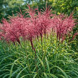 Мискантус китайский Flamingo