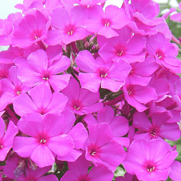 Флокс метельчатый Roberta