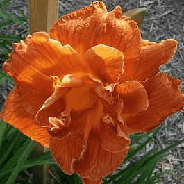 Лилейник гибридный Doublelicious