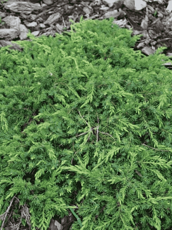 Можжевельник обыкновенный Corielagan