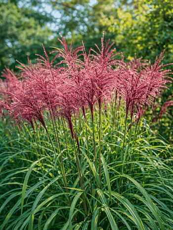 Мискантус китайский Flamingo