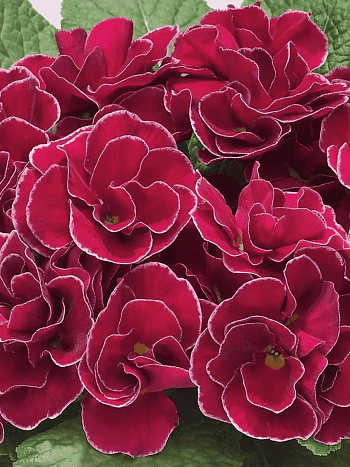 Примула махровая Hethor Petticote Violet