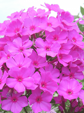 Флокс метельчатый Roberta