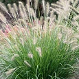 Пеннисетум лисохвостый Foxtrot
