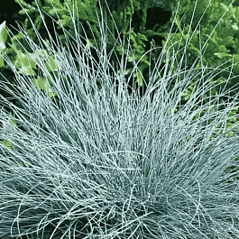 Овсяница валийская Buddy Blue