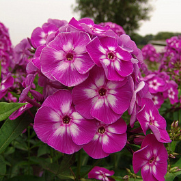 Флокс метельчатый Лаура