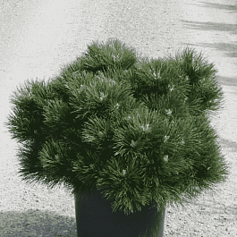 Сосна чёрная Hornibrookiana