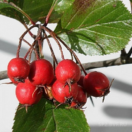 Боярышник остроиглистый