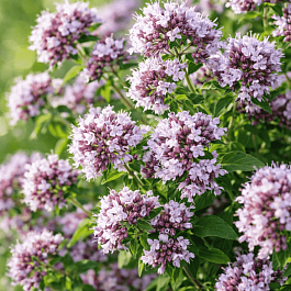 Душица обыкновенная Margeritha