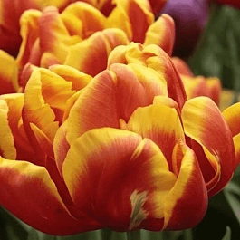Тюльпан Махровый Cilesta
