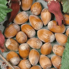 Фундук Cosford