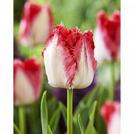 Тюльпан бахромчатый Свит Парадиз НАБОР 2ШТ (7+7) Тюльпан бахромчатый Свит Парадиз НАБОР 2ШТ (7+7)