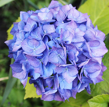 Гортензия крупнолистовая Блау Цверг