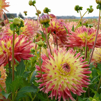 Георгина Декоративная Саммер Бриз