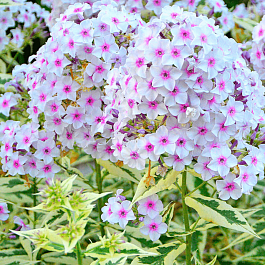 Флокс метельчатый Darwin's Joyce