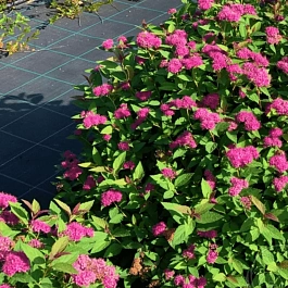 Спирея японская Double Play Artist