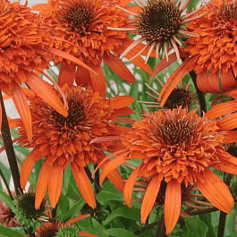 Эхинацея пурпурная Carrot Cake
