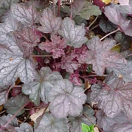 Гейхера гибридная Регина Гейхера гибридная Регина