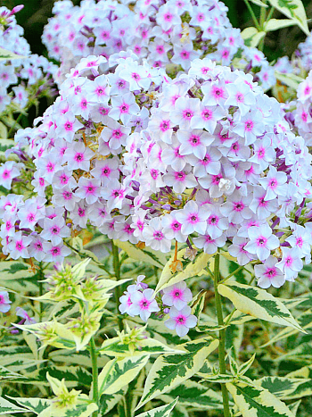 Флокс метельчатый Darwin's Joyce