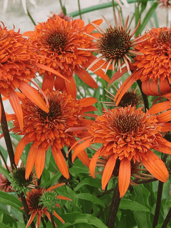 Эхинацея пурпурная Carrot Cake