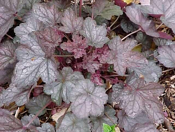 Гейхера гибридная Регина