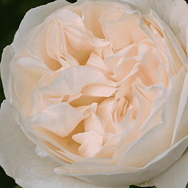Роза Английская кустовая Winchester Cathedral
