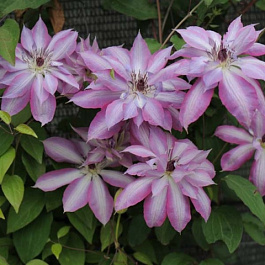 Клематис крупноцветковый Серафина