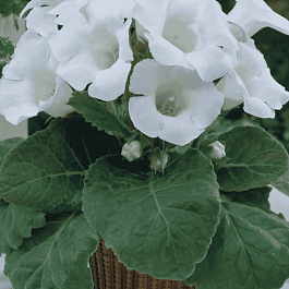 Глоксиния Mont Blanc