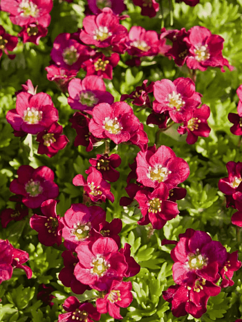 Камнеломка Арендса Harder Zwerg