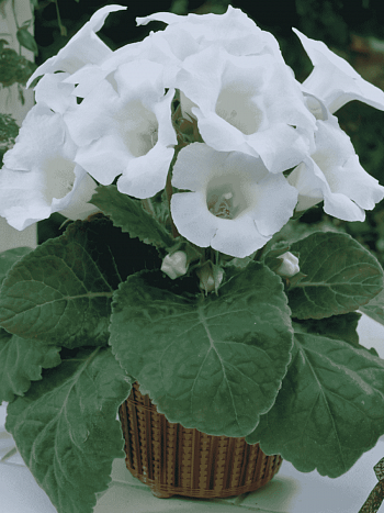 Глоксиния Mont Blanc