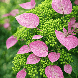 Схизофрагма гортензиевидная Roseum